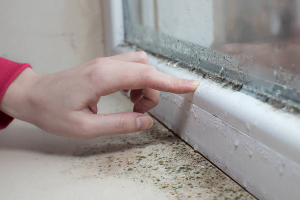Best Commercial Mold Inspection  in Lino Lakes, MN