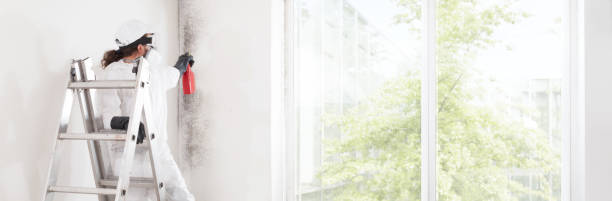Best Mold-Related Health Consultation  in Lino Lakes, MN